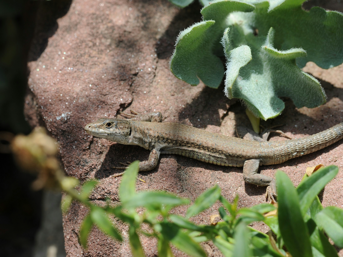 Spanish lizard